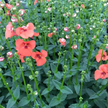 Diascia 'Trinity Sunset'