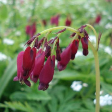 Dicentra formosa Bacchanal