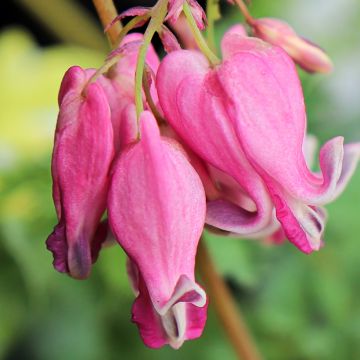 Dicentra hybrida Pink Diamonds