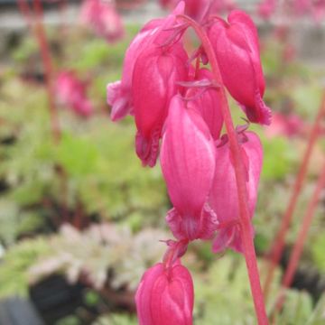 Dicentra formosa Luxuriant