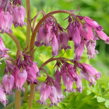 Dicentra formosa Spring Gold