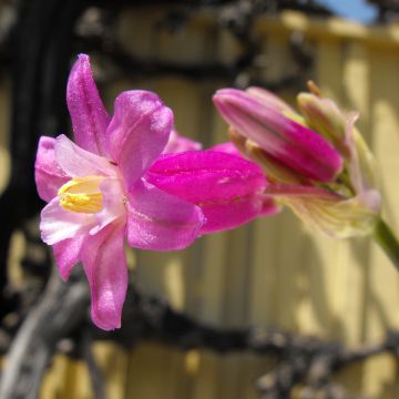 Dichelostemma ida-maia x multiflorum Pink Diamond