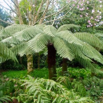 Dicksonia antarctica - Tree Fern