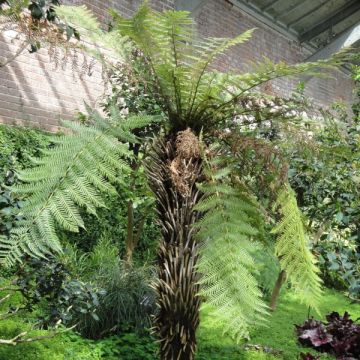 Dicksonia fibrosa - New Zealand Tree Fern