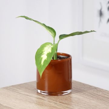 Dieffenbachia seguine Camilla - Dumb cane