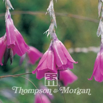 Dierama Pulcherrima 'Slieve Donard Hybrids'