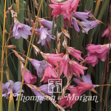 Dierama T&M Species Mixed