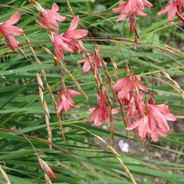 Dierama igneum