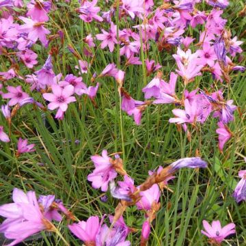 Dierama trichorhizum