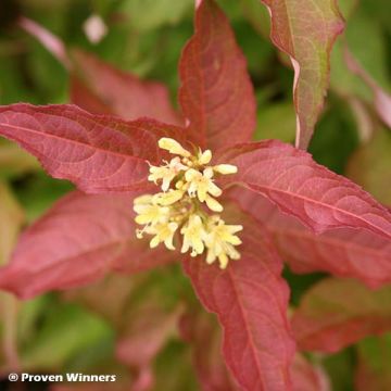 Diervilla splendens Kodiak Red