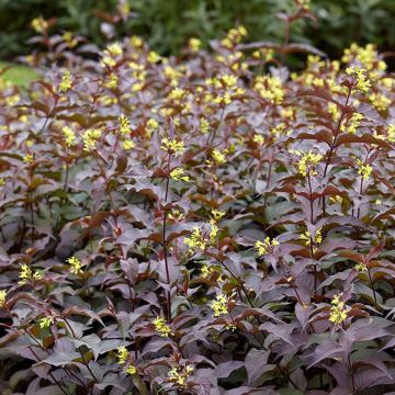 Diervilla rivularis Troja Black