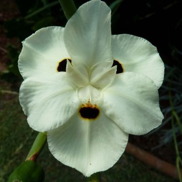 Dietes bicolor