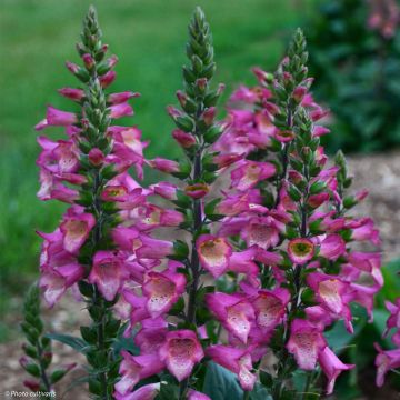 Digiplexis Berry Canary - Hybrid Foxglove