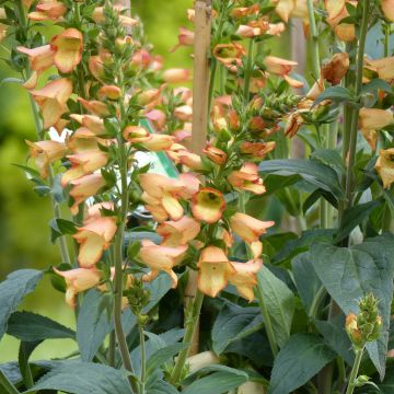 Digiplexis 'Illumination Apricot' - Hybrid Foxglove