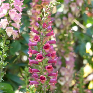 Digitalis valinii Illumination Raspberry - Foxglove