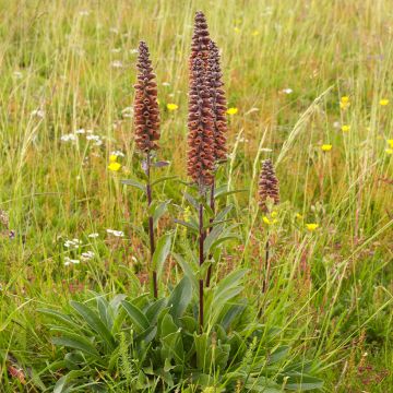 Digitale, Digitalis parviflora