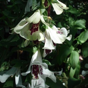 Digitalis purpurea Pams Split - Foxglove