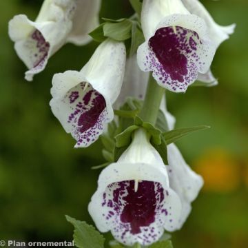 Digitalis purpurea Pams Choice - Foxglove