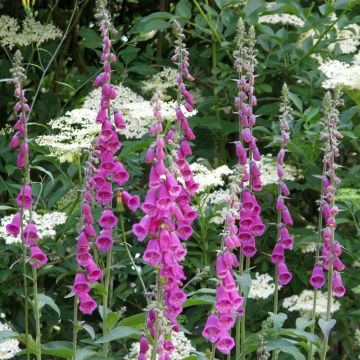 Digitalis purpurea - Foxglove seeds