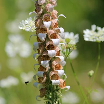 Digitale laineuse bicolore - Digitalis lanata