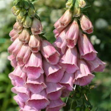 Digitalis mertonensis Summer King - Foxglove