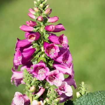 Digitalis purpurea Camelot Rose - Foxglove