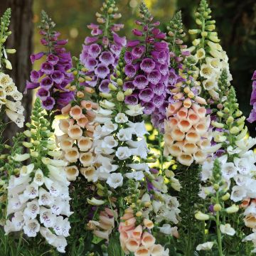 Digitalis Dalmatian - Foxglove