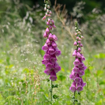 Digitalis purpurea - Common Foxglove