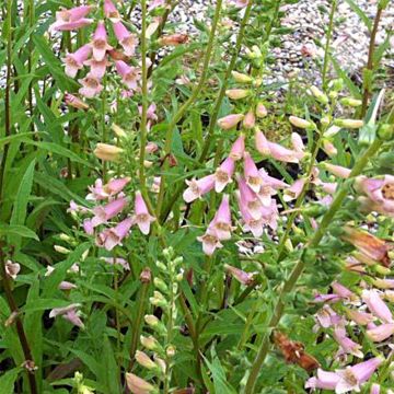 Digitalis Glory of Roundway - Foxglove