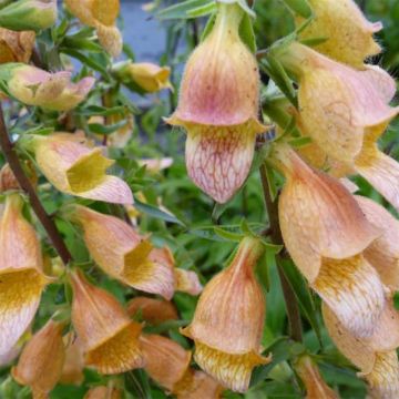 Digitalis Spice Island - Foxglove