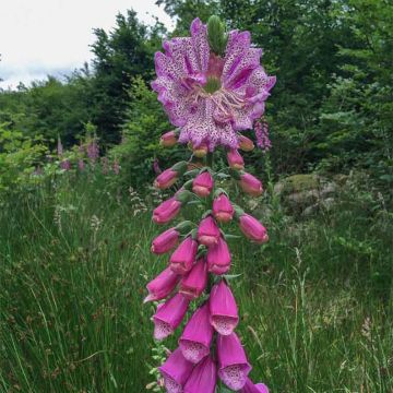 Digitalis purpurea Monstrosa - Foxglove