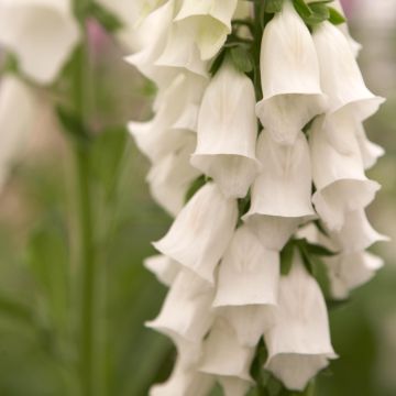 Digitalis purpurea Snow Thimble - Foxglove