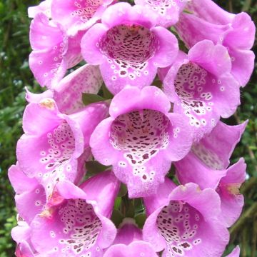 Digitalis purpurea subsp. nevadensis - Foxglove