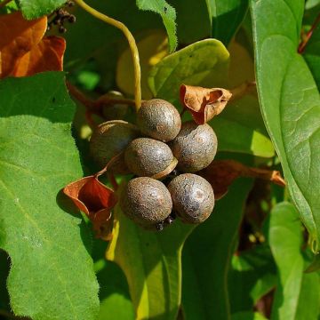 Dioscorea batatas - Chinese yam