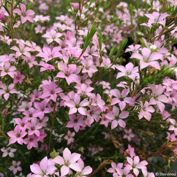 Diosma hirsuta Pink Diamond