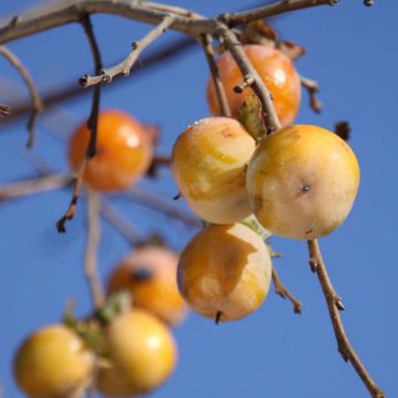 Diospyros virginiana SAA Pieper - Virginia Persimmon