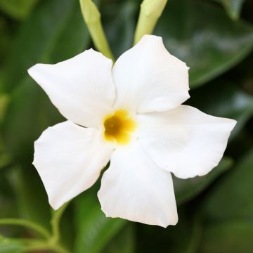 Dipladenia x sanderi Bella White