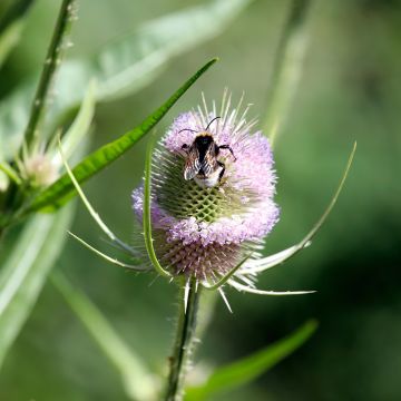 Dipsacus fullonum - Cardère sauvage - Cabaret des oiseaux