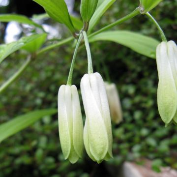 Disporum sessile