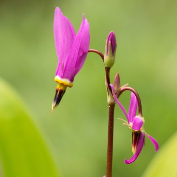 Dodecatheon meadia, Gyroselle