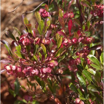 Dodonaea viscosa Purpurea