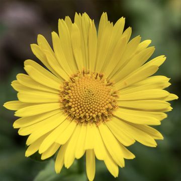 Doronicum pardalianches