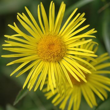 Doronicum Finesse