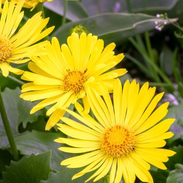 Doronicum orientale Little Leo - Doronic du Caucase