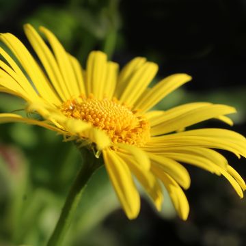 Doronicum ori. Magnificum - Doronic