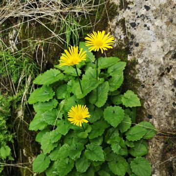 Doronicum plantagineum Excelsium - Doronic jaune