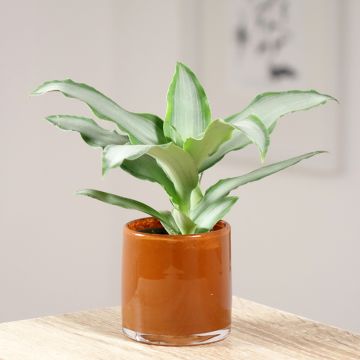 Dracaena Hawaii - Dragon tree