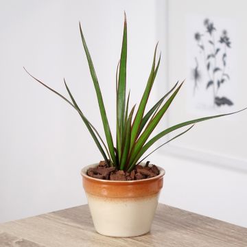 Dracaena reflexa var. angustifolia  - Dragon tree