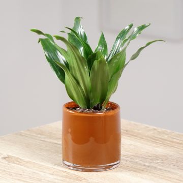 Dracaena fragrans Janet Craig - Corn plant