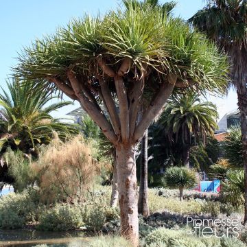 Dracaena draco - Dragon Tree